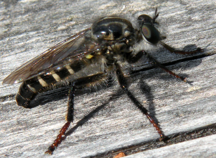 Asilidae?
